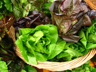 Fresh organic lettuce