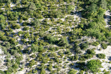 Group of small bushes on a stone land, view from top