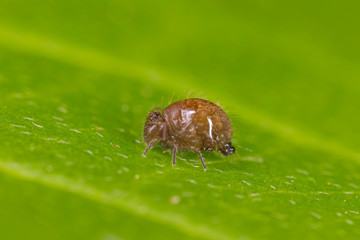 Sminthuridae springtail on lichen, extreme close-up. Globular Sminthuridae springtail, extreme close-up with high magnification.