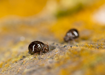 Sminthuridae springtail on lichen, extreme close-up. Globular Sminthuridae springtail, extreme close-up with high magnification.