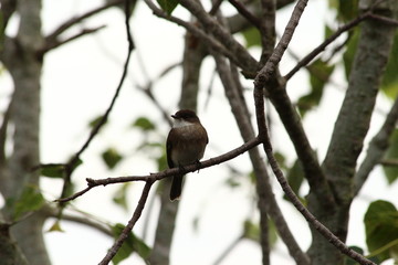 A Swamp Flycatcher in Tanzania
