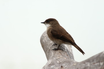 A Swamp Flycatcher in Tanzania