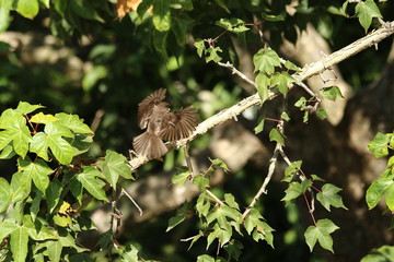 A Swamp Flycatcher in Tanzania
