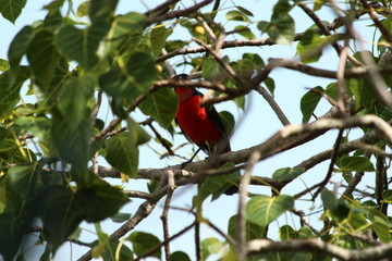 A gonolek in a tree