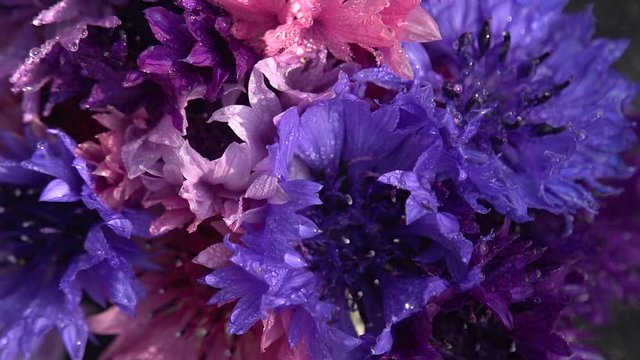 Cornflower Bouquet in Drops of Water. A bouquet of multi-colored cornflowers covered with drops of water slowly rotates in front of the camera