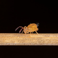 Sminthuridae springtail on lichen, extreme close-up. Globular Sminthuridae springtail, extreme close-up with high magnification.