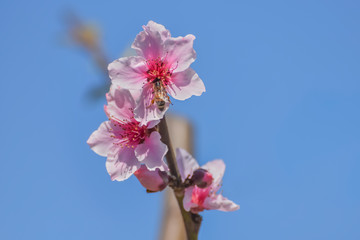 Peach tree branch with pink flowers. Gardens in Israel. Background wallpaper