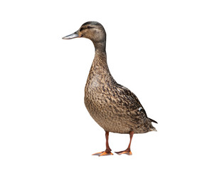 Female mallard duck isolated on a white background - obrazy, fototapety, plakaty