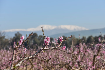 Orchards in northern Israel, in the valley of Mount Hermon. Flowering pink peach trees. Spring landscape. Photography for Interior