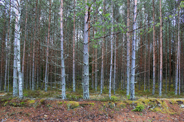 bald trunks of pine trees in cloudy weather, pine forest