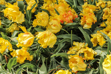 yellow tulips in the garden