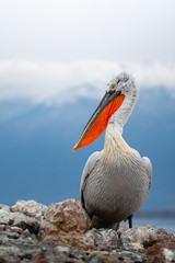 Dalmatian pelican in the natural environment, wildlife, close up, Europe, Pelecanus crispus