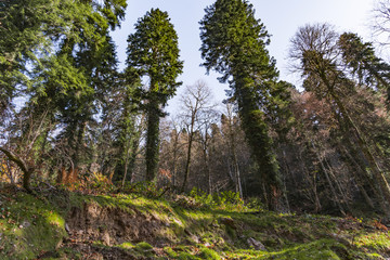 Covered with moss rocks and tree at fairytale-like magical forest.