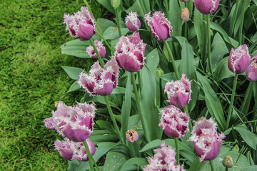 tulips in the garden