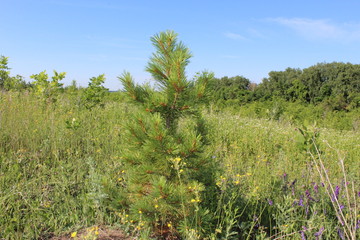 small cedar pine
