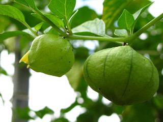 Tomatillo garden vegetable farm