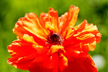 Bright fire poppy on a green background