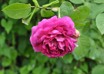 Roses bloom in the garden.