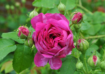 Roses bloom in the garden.