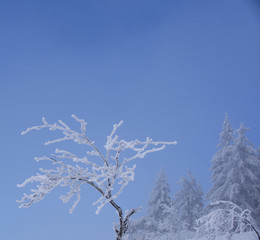 schnee