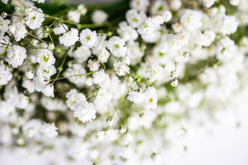 Gypsophila paniculata flowers in bridal concept