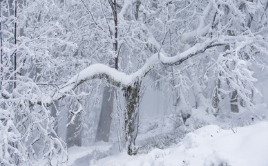 winter