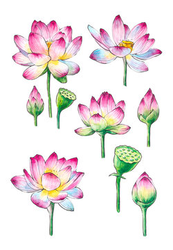 Pink lotuses on white background (isolated)