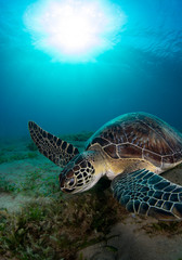 Obraz premium Sea Turtle