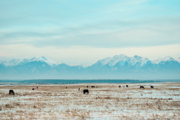 Naklejka premium mongolia