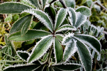 Green background. Background of a green plant with frost. Green plant in winter