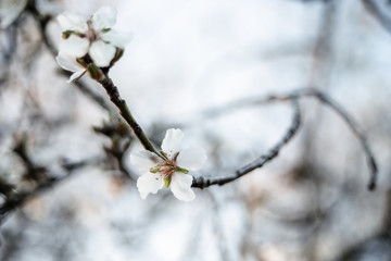 Almendro en flor