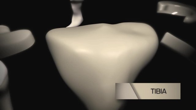 Knee Joint Anatomy
