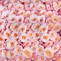 texture filled with fresh and beautiful flowers roses