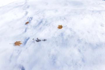 Abstract art texture background of dry maple leaves on a snowy ground surface
