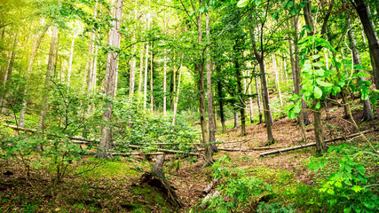 View in green forest