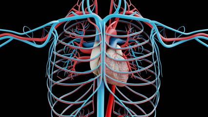 Human Circulatory System Heart front 3D illustration realistic Rendering 4k © Paulo