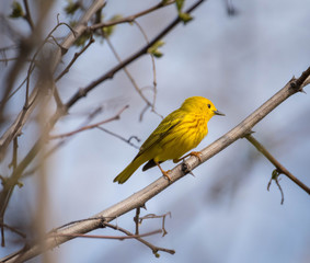 Yellow warbler in its natural environment. Yellow warbler