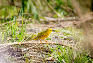 Yellow warbler in its natural environment. Yellow warbler