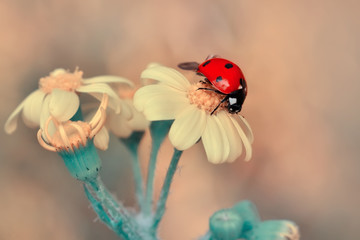 Beautiful ladybug on leaf defocused background