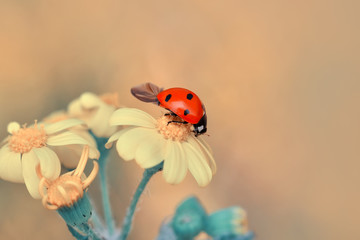 Fototapeta premium Beautiful ladybug on leaf defocused background