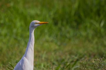 portrait of a white egyptian heron standing on the grass and carefully looking to the side