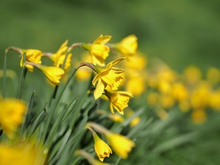 Fototapeta premium Spring Daffodils 