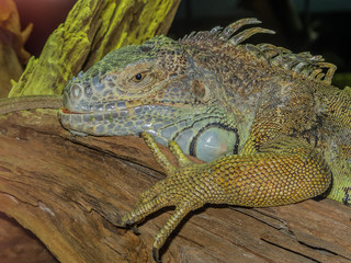 large scaly iguana lies on a tree with open eyes