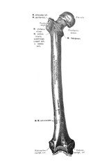 Femur in the old book the Anatomie of a Human, by M.P. Vishnevskiy, 1890, Moscow