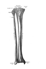 Bones of the right leg, front in the old book the Anatomie of a Human, by M.P. Vishnevskiy, 1890,...