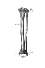 Bones of the right leg, back in the old book the Anatomie of a Human, by M.P. Vishnevskiy, 1890, Moscow