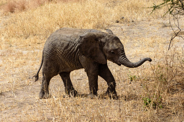 Baby African elephant (Loxodonta africana) crossing a gravel road