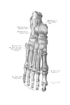 Bones of the right foot in the old book the Anatomie of a Human, by M.P. Vishnevskiy, 1890, Moscow
