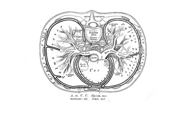 The scheme of the imposition of the chest viscera and the course of the pleura in the old book the Anatomie of a Human, by M.P. Vishnevskiy, 1890, Moscow