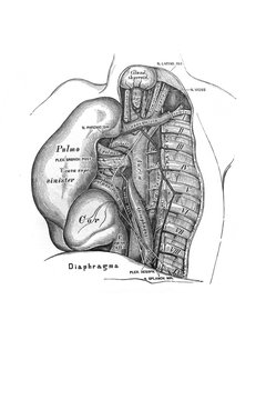 Thoracic, heart, lung in the old book the Anatomie of a Human, by M.P. Vishnevskiy, 1890, Moscow